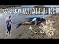 Diving Instructor attempts to Rescue a beached Humpback Whale