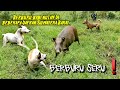 KOMPILASI VIDEO BERBURU BABI HUTAN DI SUMATERA BARAT | Wild Boar Hunting | Amazing |