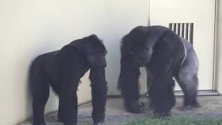 Shabani the Gorilla trying to approach Ai, one of his females.