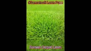 Lawn Grass Korean Mexican Taiwan Selection 1 Pasplum American Lawn Supplier Dealer India 9850388634