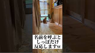 名前を呼んだら猫の反応がおもしろすぎた#shorts #猫 #ねこ #ねこのいる生活