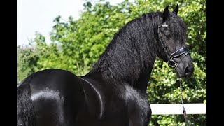 REMY Friesian Horses for sale https://www.blacksterlingfriesians.com questions? 415-272-2112