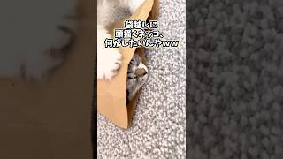 ネコさんの動画見て笑ったら寝ろwwwwwww