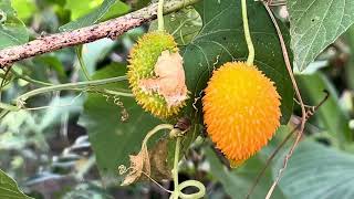 Nutritious Superfood- Kantola (Teasel Gourd -Spine Gourd-Kakoda-Martha Karela-Kheksa-ThumbaKarawila)