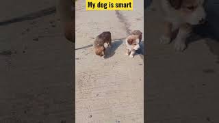 ADBHUTA Kutta #mikasinghsongs #smart dog#YouTube shorts #short #viral #animal  #puppy  #trending