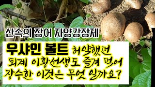 퇴계이황선생이 먹어 장수한 참마효능 산약효능 마씨앗먹는법 마밥 산마효능 자양강장제 정력강화 관절염치료 우샤인볼트가 먹어 유명한 마효능. 마 먹는법 만성위염 치료