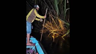 BIG TOMAN KENA TOMBAK TERBANG #fishing #fayzfishingadventure #spearfishing #giantsnakehead