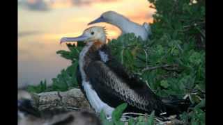 North West Hawaiian Islands -- slide show -- French Frigate Shoals