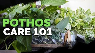Pothos Care 101: Is This the Easiest Houseplant to Care For?