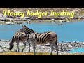 Etosha Namibia: Honey badger on the hunt