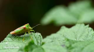 Shield bug