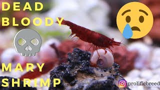 STARTING A BLOODY MARY SHRIMP COLONY