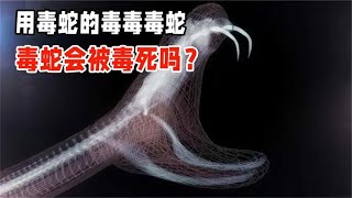 假如用毒蛇的毒去毒毒蛇，毒蛇会毒死吗？真相竟是这样！