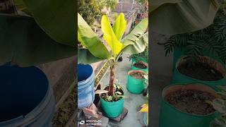 गमले में केले का पेड़ कैस बड़ा करें How to grow banana tree in pot#viralshort #terish garden