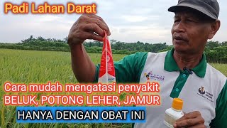 TANAMAN PADI LAHAN DARAT