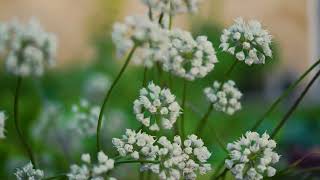 🌸 4K Floral Elegance: Close-up of White Flower Clusters | Nature's Pristine Beauty 🍃🏵️