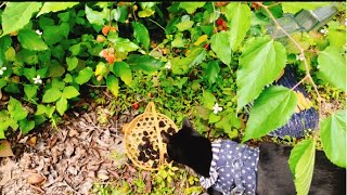 マルベリーの収穫を楽しむ黒猫モフちゃんBlack cat watching over mulberry sake making