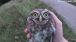 D14: Salvam un pui de Bufnita  -  Cute Baby OWL Rescue from Road