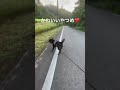 甲斐犬　楽くんの散歩　 shorts 甲斐犬 散歩