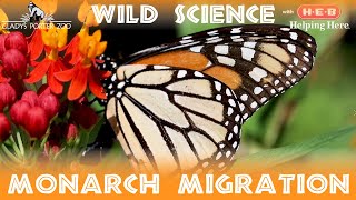 WILD Science- Monarch Migration