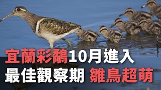 宜蘭彩鷸10月進入最佳觀察期  雛鳥超萌【央廣新聞】