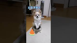 あちいから🌞カットしたんだ❗ジャンボチワワぷる🐶