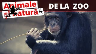 Animalele din gradinile zoologice traiesc mai mult