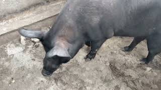 400kg pig black