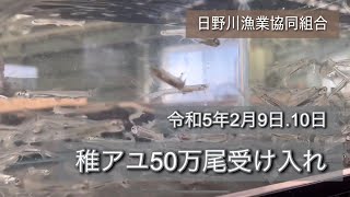 日野川漁協　令和5年2月9日.10日に稚アユを50万尾受け入れました！