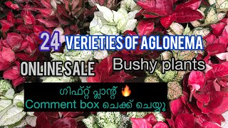 24 Verieties of Aglonema for sale / Beautiful Collection