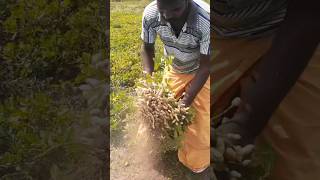 k1812 veraity Groundnut seeds