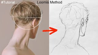 loomis method drawing heads : Expert Head Drawing Tutorial