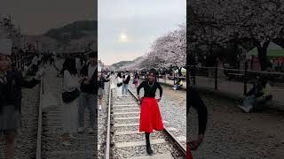 Spring time in Korea,beautiful cherry blossoms 🌸 #shorts