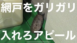 【クサガメ】網戸をガリガリして、部屋に入れろとアピールするクサガメ🐢ビビ子♀