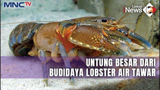 Inspirasi Bisnis Budidaya Lobster Air Tawar dari Depok | LIP | 10/02