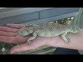 uromastyx thomasi male