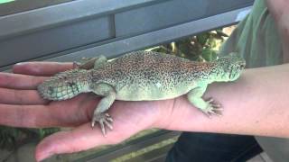 Uromastyx thomasi male