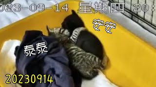 24h貓咪觀察室#2713 豔陽下被拋棄的奶貓 20230914 (MiMi醬＆黑妞＆阿金＆黑輪 歐戀) Cat Observation