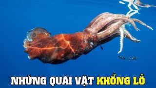 Động Vật Khổng Lồ Biển Sâu | Khám Phá Thế Giới Động Vật Hoang Dã