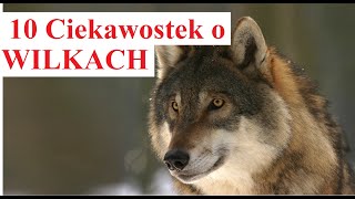 10 Ciekawostek o WILKACH