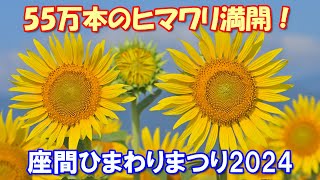 【4K】座間 55万本のヒマワリ満開！2024