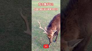 左の角がない鹿🫎外国人観光客が衝撃を受ける😈奈良公園