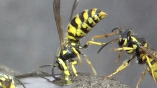 Honey bees and wasps  - slowmotion. Homigbienen und Wespen -  Zeitlupe