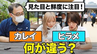 ヒラメとカレイの違い・目利きのコツとは。美味しいのはどっち?!｜築地魚河岸編