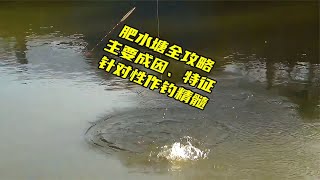 夏季肥水塘作钓全攻略，成因、特征、用饵、选位、钓法、天气~分享钓鱼知识