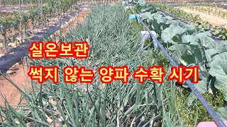 썩지않는 양파수확시기 양파재배방법 How to grow onions and harvest them.