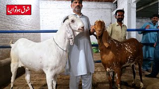 Beautiful Makhi Cheenay Ablak \u0026 Amritsari Goats Lahore 2023