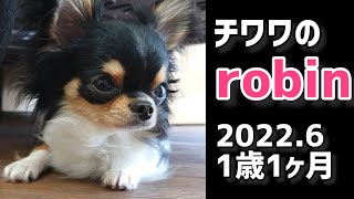 #76 チワワのrobin☆Movie ＆ Photo Album 12☆2022年6月☆1歳1ヶ月