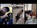 Beagle From 8 Weeks to 6 Months old