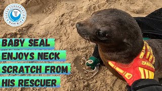 Baby Seal Enjoys Neck Scratch From His Rescuer